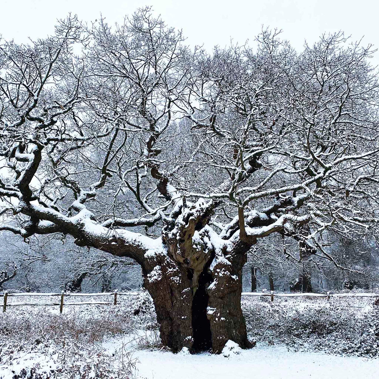 Snowy Old Oak