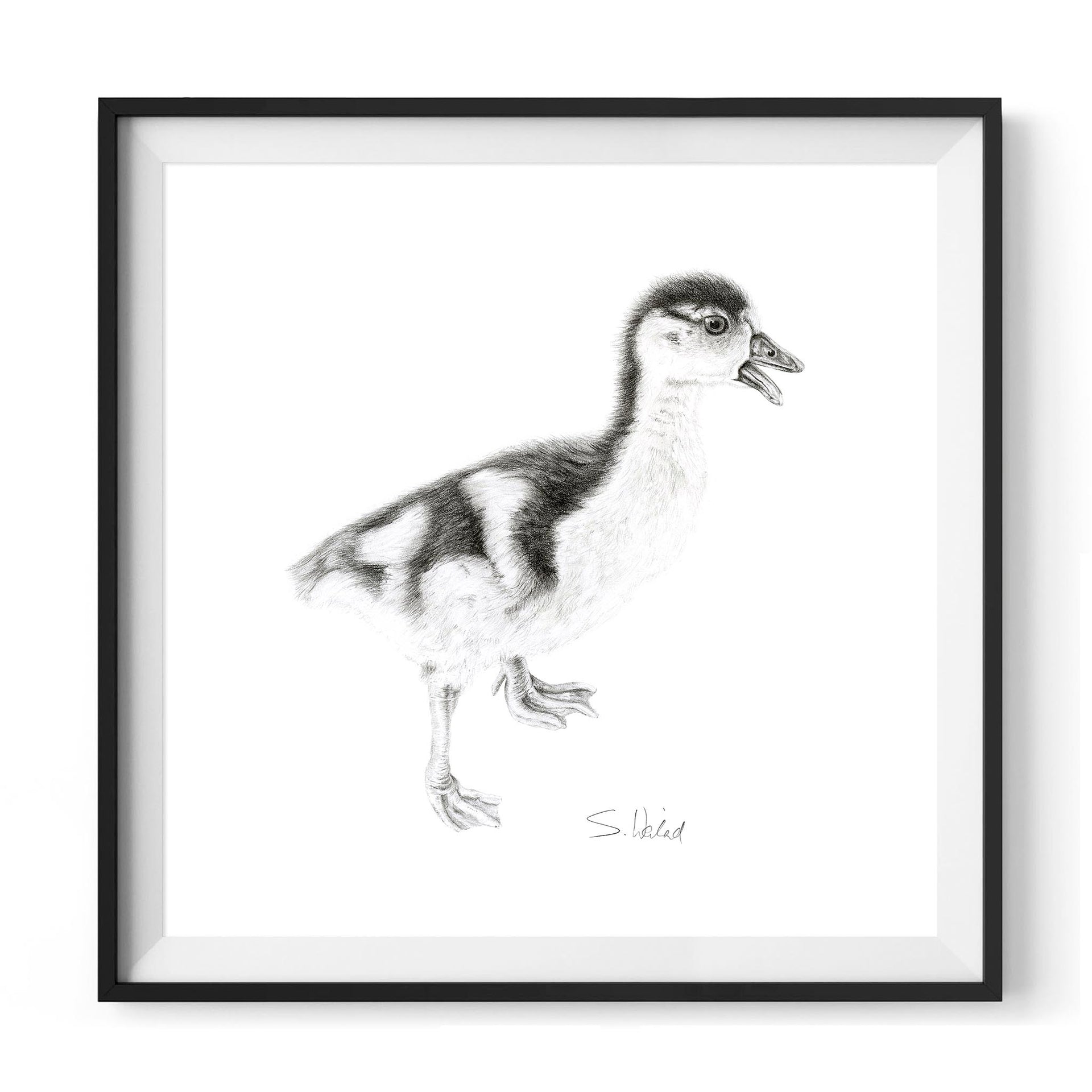 Gosling pencil drawing print in black frame