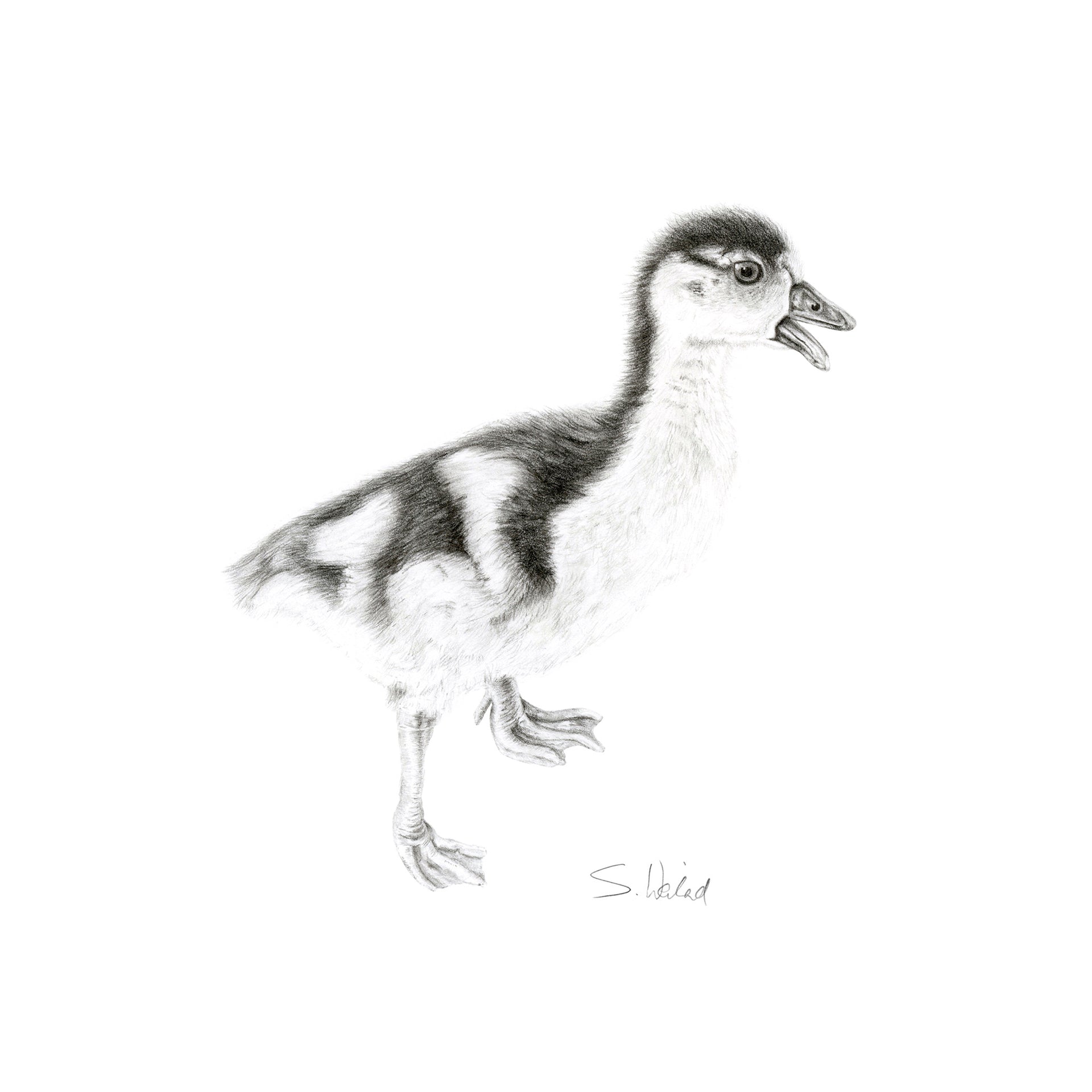 Gosling pencil drawing print