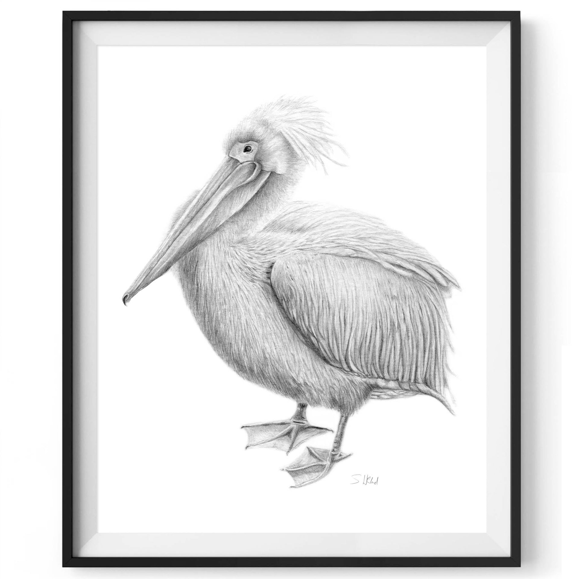 Pelican pencil drawing print in black frame
