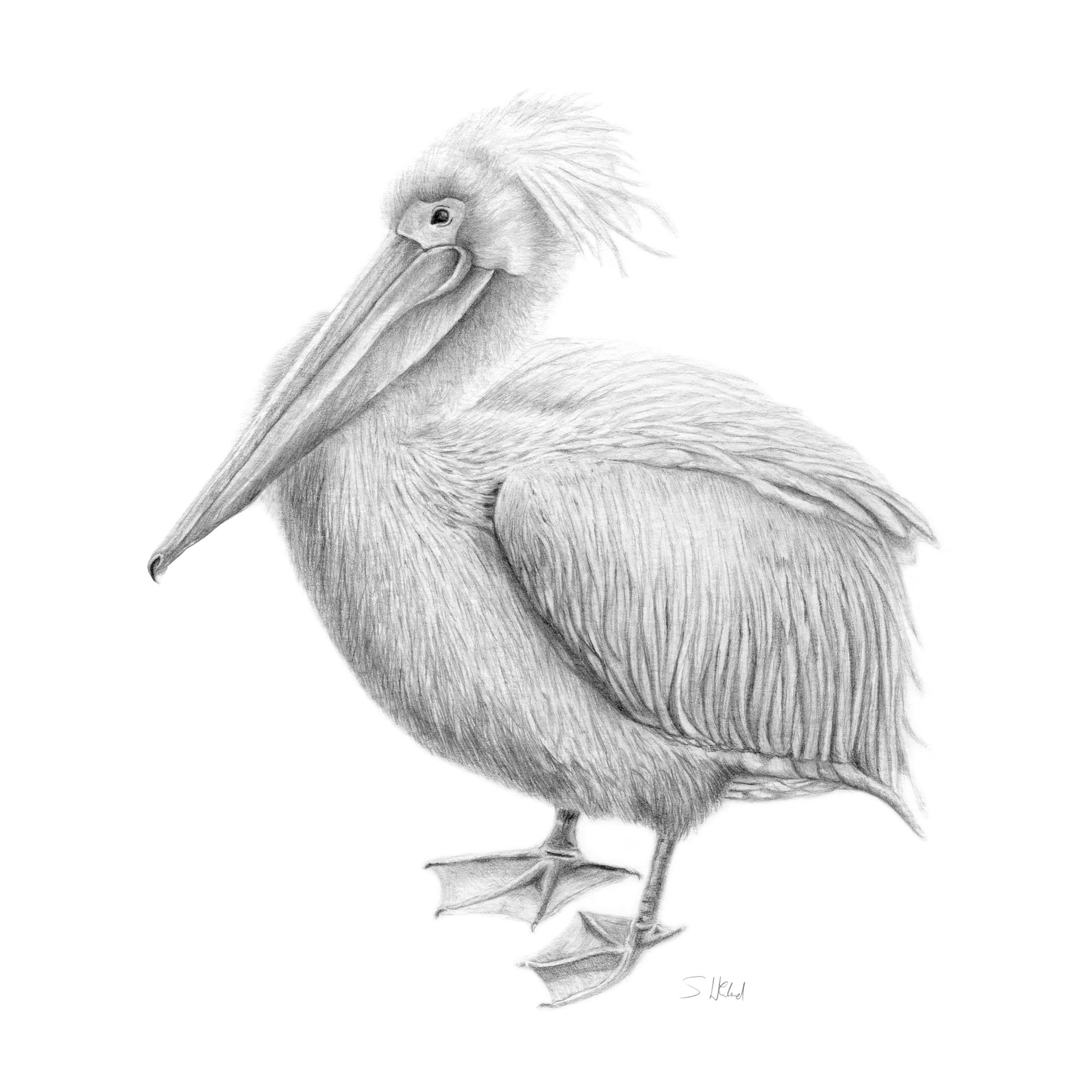 Pelican pencil drawing print