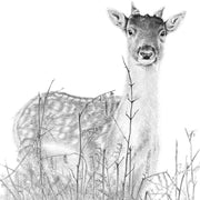 Deer pencil drawing art print 